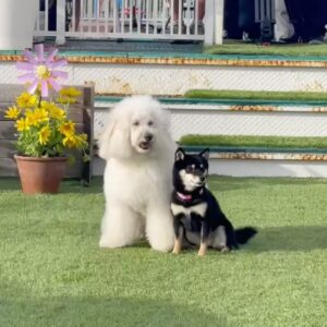 Kaya Kiyohara Instagram - TBS火曜ドラマ『初恋DOGs』最終回
今夜放送です！
⁡
春を迎えた頃動きだし
ひと夏を投じた撮影期間でした。
この作品で何かを隔てず出会うことが出来た
スタッフ・キャストの皆様の熱意に
何度も胸を突き動かされながら、自分に出来ることを探していたように思います。
⁡
そして何よりこの作品に欠かせない存在
サクラ・将軍をはじめとする沢山の動物の皆様
飼い主の皆様には、心より感謝申し上げます。
⁡
夜10時より放送です。
是非お楽しみに☺︎
.
#初恋DOGs
#TBS
⁡