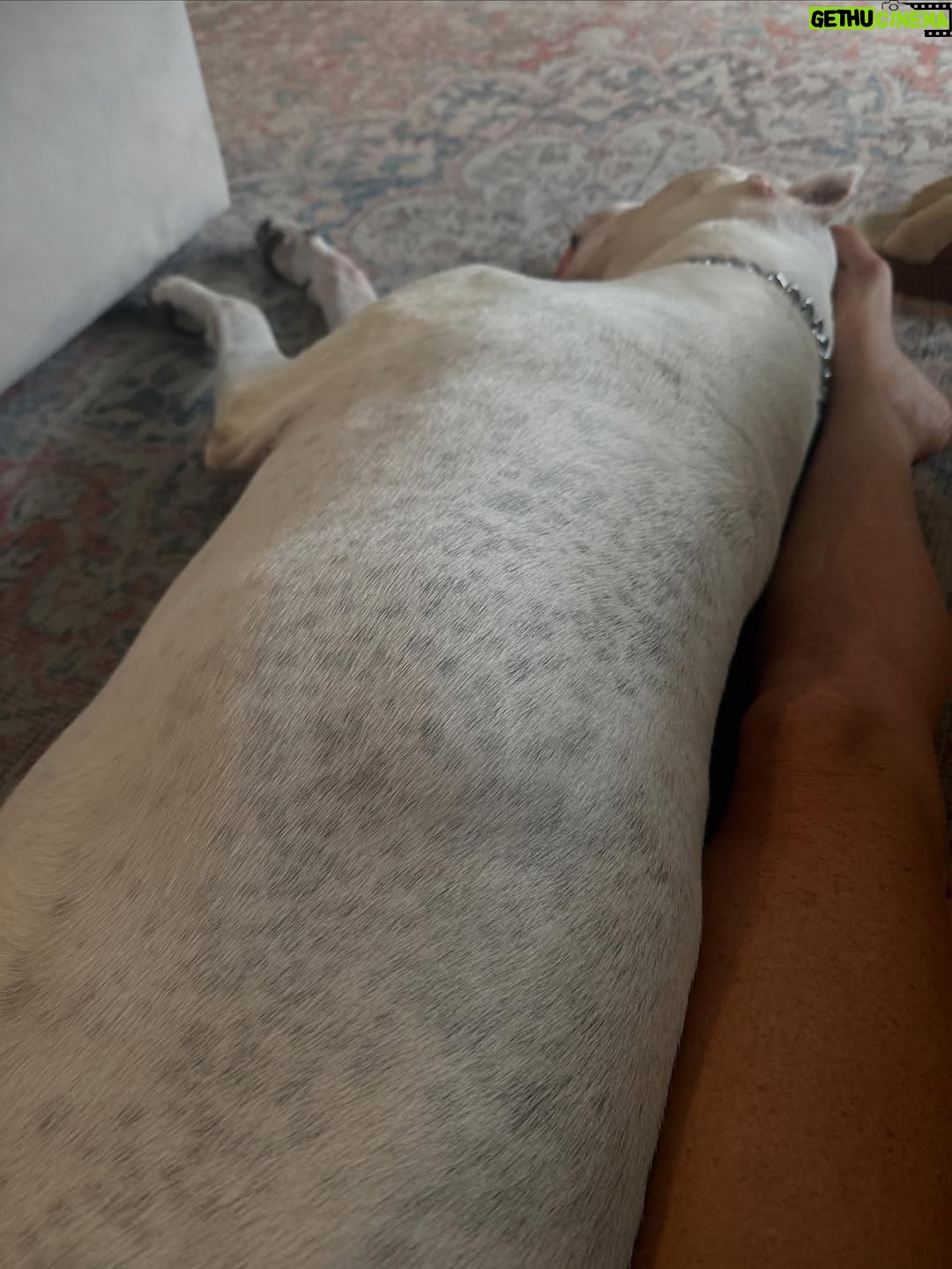Mina Starsiak-Hawk - 25.2K Likes - 7 years ago. I haven’t been ready to share, but I know a lot of you watched Frank grow up and have a place in your hearts for him as well. He had cancer and passed a couple weeks ago. He spent his time towards the end lounging at my side while I worked or eating hot dogs at every one of Jacks baseball games and getting all the pets and love. He has been the most amazing companion to Steve and I and the kids. And been there for us to snuggle on during some of the hardest times in our lives the last 8 years. But also been there and been a part of some of the best. 

He’s with his sisters now across the rainbow bridge and no longer is pain. We definitely still are struggling without him and will be for some time. A void is left which makes you ask yourself, why even fall in love with a pup to begin with. But looking at any single picture of him, it’s so worth the love he gave while we had him. 

Love you, Franky. 🐾