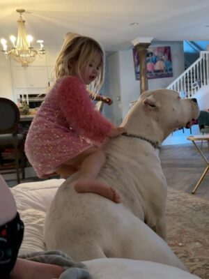 Mina Starsiak-Hawk Instagram - 7 years ago. I haven’t been ready to share, but I know a lot of you watched Frank grow up and have a place in your hearts for him as well. He had cancer and passed a couple weeks ago. He spent his time towards the end lounging at my side while I worked or eating hot dogs at every one of Jacks baseball games and getting all the pets and love. He has been the most amazing companion to Steve and I and the kids. And been there for us to snuggle on during some of the hardest times in our lives the last 8 years. But also been there and been a part of some of the best. 

He’s with his sisters now across the rainbow bridge and no longer is pain. We definitely still are struggling without him and will be for some time. A void is left which makes you ask yourself, why even fall in love with a pup to begin with. But looking at any single picture of him, it’s so worth the love he gave while we had him. 

Love you, Franky. 🐾