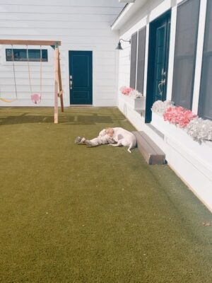 Mina Starsiak-Hawk Instagram - 7 years ago. I haven’t been ready to share, but I know a lot of you watched Frank grow up and have a place in your hearts for him as well. He had cancer and passed a couple weeks ago. He spent his time towards the end lounging at my side while I worked or eating hot dogs at every one of Jacks baseball games and getting all the pets and love. He has been the most amazing companion to Steve and I and the kids. And been there for us to snuggle on during some of the hardest times in our lives the last 8 years. But also been there and been a part of some of the best. 

He’s with his sisters now across the rainbow bridge and no longer is pain. We definitely still are struggling without him and will be for some time. A void is left which makes you ask yourself, why even fall in love with a pup to begin with. But looking at any single picture of him, it’s so worth the love he gave while we had him. 

Love you, Franky. 🐾