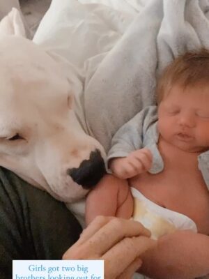 Mina Starsiak-Hawk Instagram - 7 years ago. I haven’t been ready to share, but I know a lot of you watched Frank grow up and have a place in your hearts for him as well. He had cancer and passed a couple weeks ago. He spent his time towards the end lounging at my side while I worked or eating hot dogs at every one of Jacks baseball games and getting all the pets and love. He has been the most amazing companion to Steve and I and the kids. And been there for us to snuggle on during some of the hardest times in our lives the last 8 years. But also been there and been a part of some of the best. 

He’s with his sisters now across the rainbow bridge and no longer is pain. We definitely still are struggling without him and will be for some time. A void is left which makes you ask yourself, why even fall in love with a pup to begin with. But looking at any single picture of him, it’s so worth the love he gave while we had him. 

Love you, Franky. 🐾