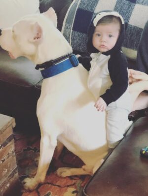 Mina Starsiak-Hawk Instagram - 7 years ago. I haven’t been ready to share, but I know a lot of you watched Frank grow up and have a place in your hearts for him as well. He had cancer and passed a couple weeks ago. He spent his time towards the end lounging at my side while I worked or eating hot dogs at every one of Jacks baseball games and getting all the pets and love. He has been the most amazing companion to Steve and I and the kids. And been there for us to snuggle on during some of the hardest times in our lives the last 8 years. But also been there and been a part of some of the best. 

He’s with his sisters now across the rainbow bridge and no longer is pain. We definitely still are struggling without him and will be for some time. A void is left which makes you ask yourself, why even fall in love with a pup to begin with. But looking at any single picture of him, it’s so worth the love he gave while we had him. 

Love you, Franky. 🐾