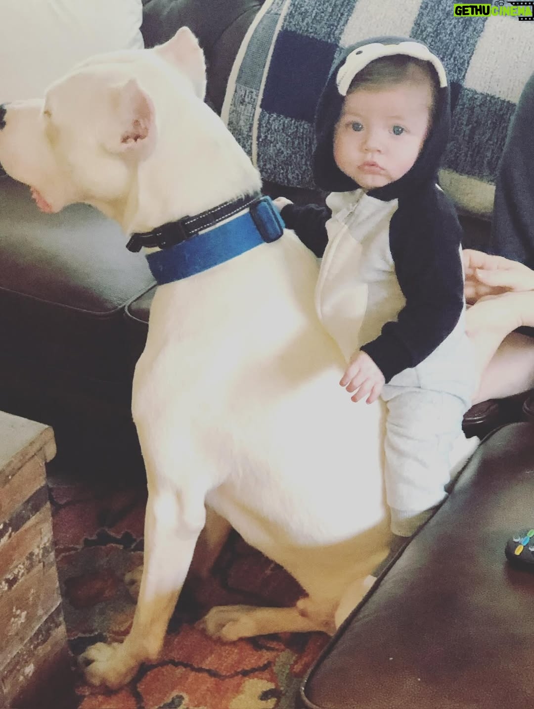 Mina Starsiak-Hawk - 25.2K Likes - 7 years ago. I haven’t been ready to share, but I know a lot of you watched Frank grow up and have a place in your hearts for him as well. He had cancer and passed a couple weeks ago. He spent his time towards the end lounging at my side while I worked or eating hot dogs at every one of Jacks baseball games and getting all the pets and love. He has been the most amazing companion to Steve and I and the kids. And been there for us to snuggle on during some of the hardest times in our lives the last 8 years. But also been there and been a part of some of the best. 

He’s with his sisters now across the rainbow bridge and no longer is pain. We definitely still are struggling without him and will be for some time. A void is left which makes you ask yourself, why even fall in love with a pup to begin with. But looking at any single picture of him, it’s so worth the love he gave while we had him. 

Love you, Franky. 🐾