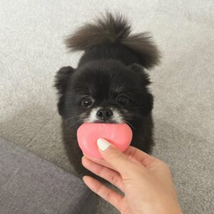 Mizuki Yamamoto Instagram - ⋆⸜☾⸝‍⋆

お世話になった方もたくさんいらっしゃるので、この場で報告させて下さい。
私自身気持ちを整理する時間が必要だったので、少し時は経ってしまったのですが、

先日、こつめちゃんがお空へ旅立ちました。

長い間、いつも私のそばにいてくれたかけがえのない存在でした。
私の人生で特別な子です。

小さな身体で、精一杯生きてくれました。

感謝の気持ちでいっぱいです。

こつめちゃんの事を可愛がって下さった皆様、ありがとうございました。

こつめちゃんは、いつまでも私のミューズです。

また、私の創作物の中では登場することもあるかと思います。
私の心の中にはいつまでも居続けるので、
これからもよろしくお願いいたします。

 #kotsume