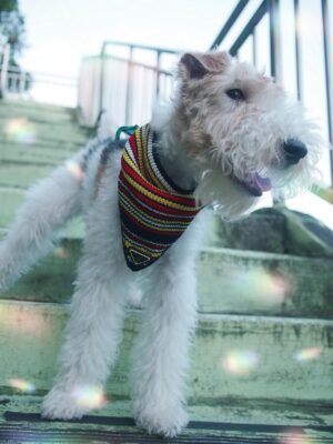 Nikki Hsieh Instagram - ☀️🪁🐾

@prada #Prada #pradasummerkit