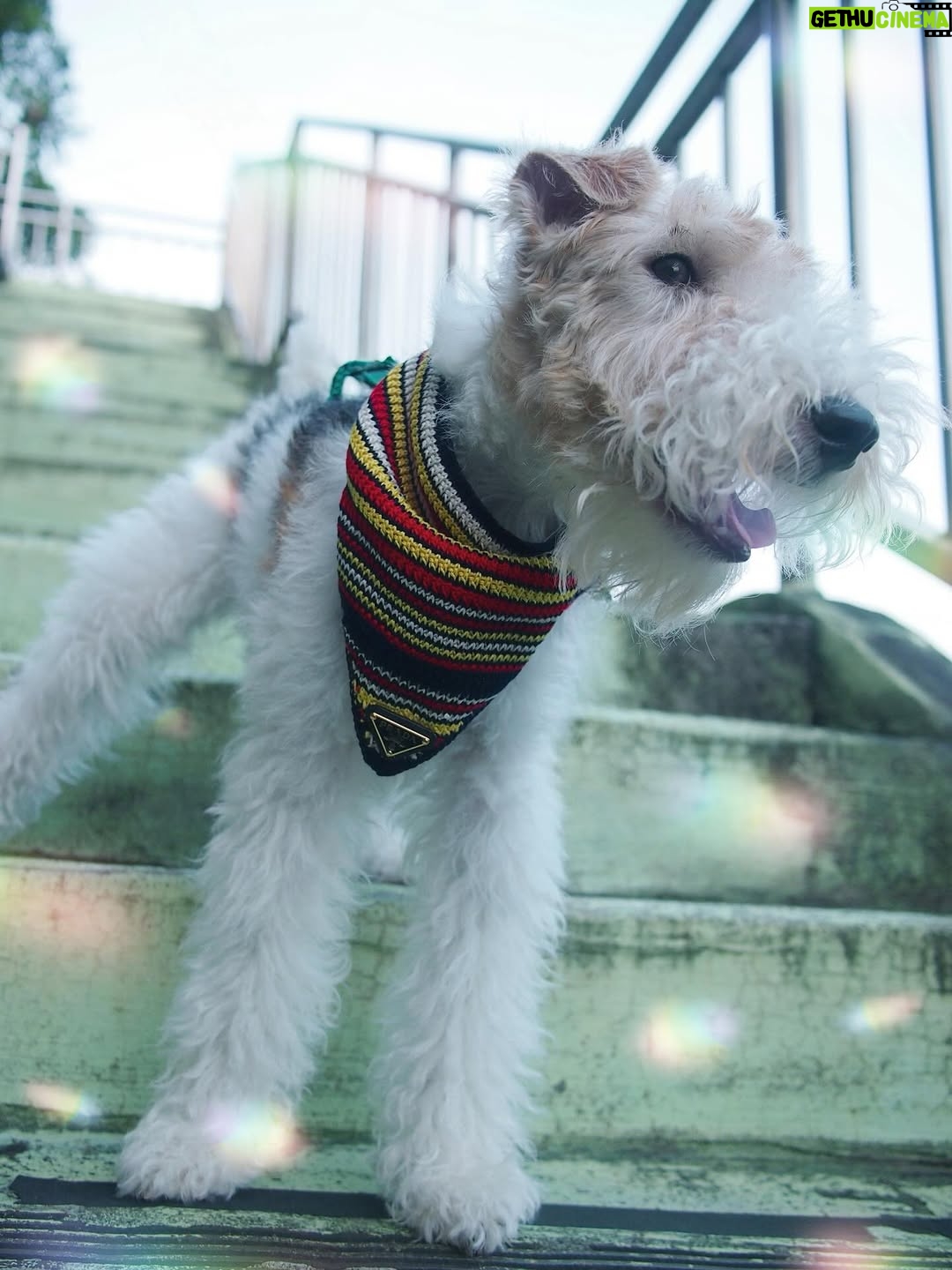 Nikki Hsieh - 23.5K Likes - ☀️🪁🐾

@prada #Prada #pradasummerkit