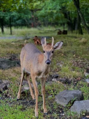 Orchita Sporshia Instagram - Last Autumn 🦌