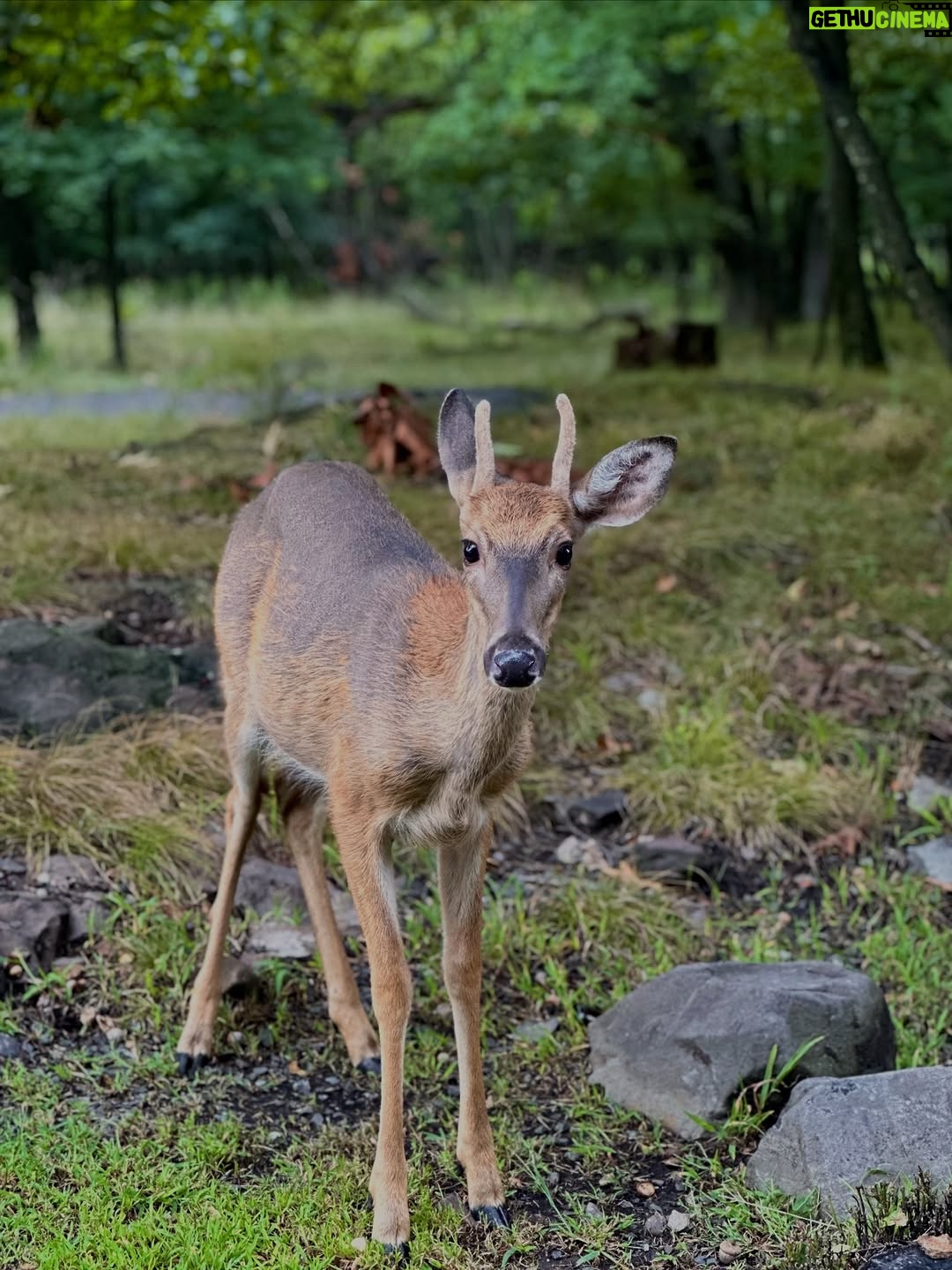 Orchita Sporshia - 17.4K Likes - Last Autumn 🦌