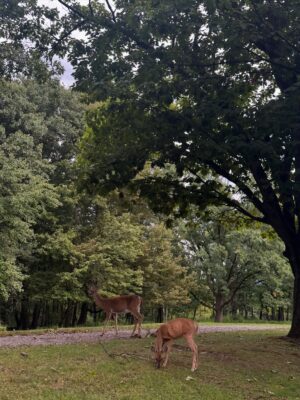 Orchita Sporshia Instagram - Last Autumn 🦌