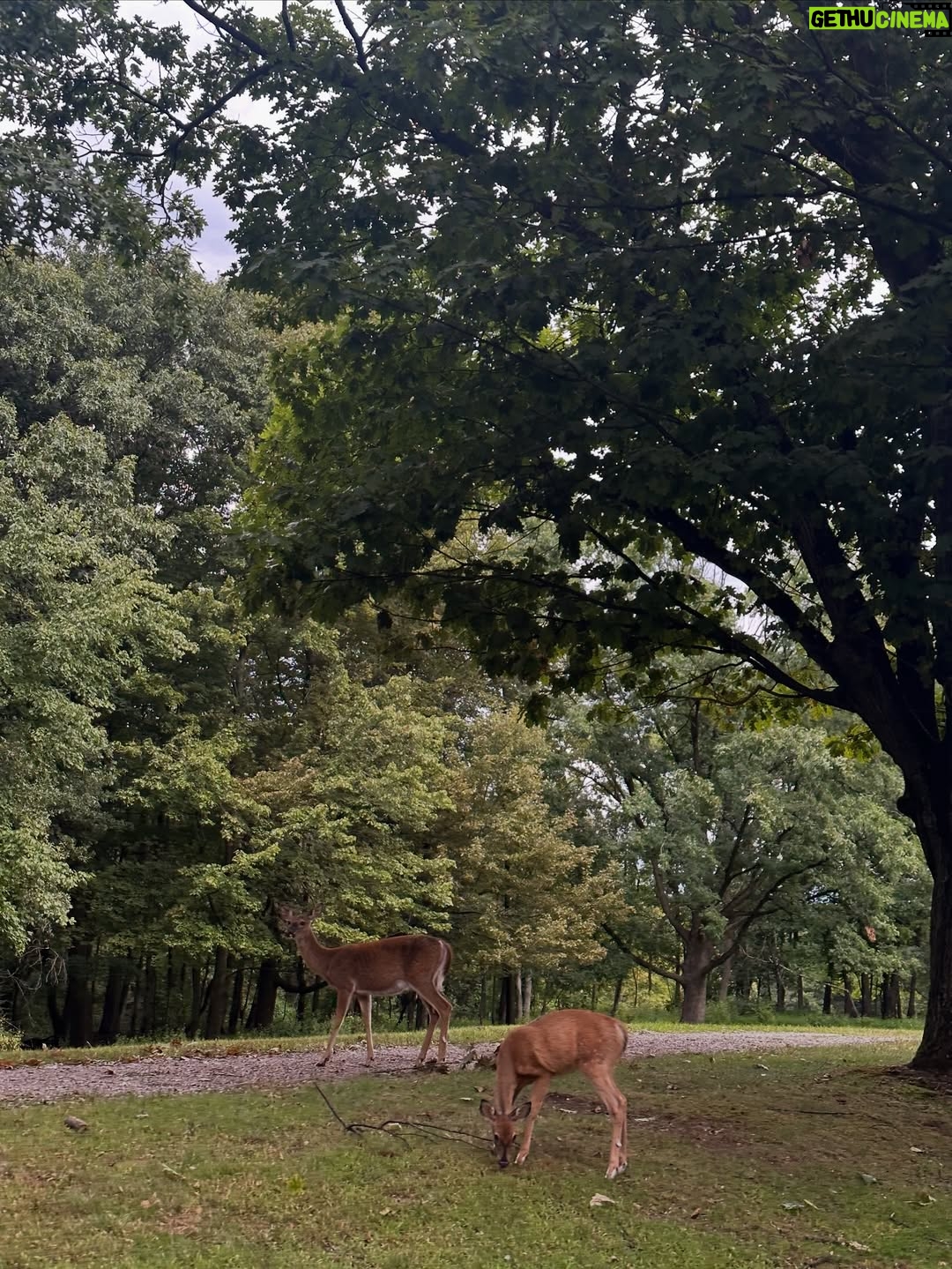 Orchita Sporshia - 17.4K Likes - Last Autumn 🦌