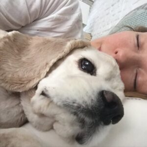 Özge Özder Instagram - Bildiğim uzun cümlelerin hiç birine sığdıramam seni..Acın sanki içimden hiç çıkmayacak bir cam kırığı gibi, ve sonsuzlukta sallanan bir sarkaç gibi kalbimden mideme, midemden kalbime savrulup duruyor.Aklım ikna olmuyor  yokluğuna..Dile kolay 16 sene…
Gidişinle benliğimde bir çağ kapandı benim için. Oysa daha dün gibi koynumda eve gelişin.
Sen benim para vererek aldığım tek köpektin.. Seni bir vitrinde hasta halinle sergiliyorlardı umarsızca,satabilmek için. Tedavi ettirmeye yanaşmayıp bana da izin vermeyen o satıcının elinden biri satın alıp kurtarır mı seni diye her gün kontrol ettim seni ben. Sen benim hayatımda gördüğüm en güzel bebek köpektin..Seni alamazdım çünkü o zamanlar sokaktan bana gelen Dori vardı baktığım ve kanser hastası haliyle 9 yavru hediye etmişti bize. Bir de goldenımız Barok derken 11 köpekle mümkünsüzdü benim olman. Ama görüyordum her gün daha da kötüye gidiyordun o vitrinde göz göre göre.. Bana “biz tedavi ettirmiyoruz aldığımız üreticiye geri veriyoruz, onlar tedavi edip belki damızlık olarak kullanırlar ama bunun çilleri var, secereli ırk üretemezler bundan, çünkü lekesiz olması lazım, yani bu çilleri defo gibi düşün abla, muhtemelen üretim fazlası olur bu!” dedikleri gün karar verdim seni alıp o kusur saydıkları çilleri her Allah’ın günü öpmeye..Ve bu sisteme elimden geldiğince dur demeye..Dolar üzerinden sattılar seni bana, o kafesten çıkıp mutluluktan deli olduğun anı ömrüm oldukça hatırlayacağım. 11 köpeğe ek olarak o soğukta koynumda satın aldığım bir yavruyla eve dönüşümü de! Veterinere koştum hemen, bana “ hep hasta köpeklere baktın ama artık senin de bir yüzün gülsün, sağlıklı bir bebek bul kendine ne olur, yaşamaz bu çocuk“ dedi veteriner. Evimizde kansere yenilmek üzere ve yeni anne bir köpek vardı. Sen de hastaydın ve ben her gün morale ihtiyacım olduğundan Beatles plakları dinliyordum durmaksızın. Bir süre öleceğinden korkup isim bile koyamadım ben sana, oysa kısa zamanda aynı şarkılarda benimle hoplar zıplar oldun ve ben adını tam da bu yüzden Beatles koydum. Kolumda dövme olarak taşıdığım “All you need is love” cümlesinin karşılığısın benim için. Kurduğum dernekte, hayvanlarla ilgili yaptığım her işte ilham kaynağımdın. ⬇️