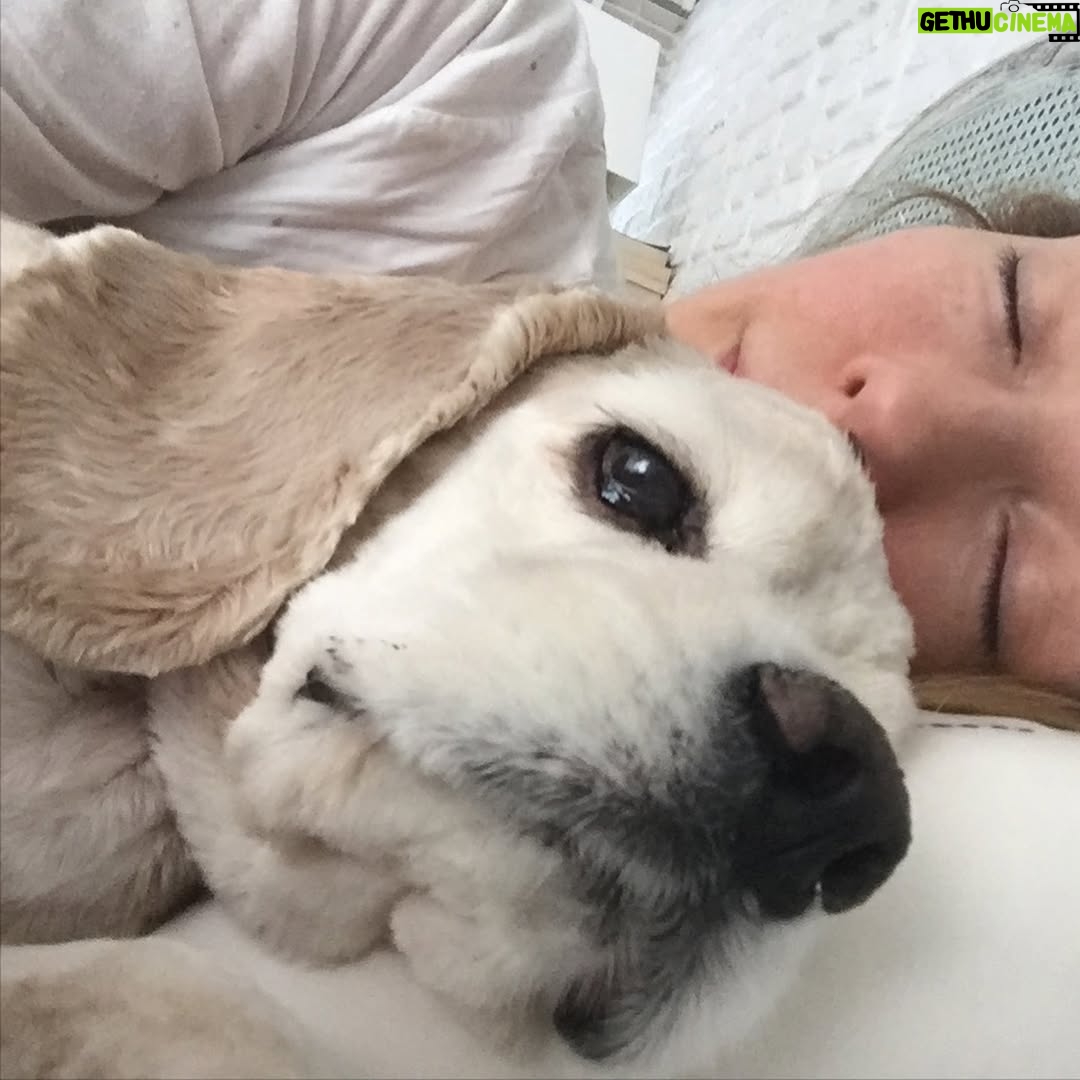 Özge Özder - 66.3K Likes - Bildiğim uzun cümlelerin hiç birine sığdıramam seni..Acın sanki içimden hiç çıkmayacak bir cam kırığı gibi, ve sonsuzlukta sallanan bir sarkaç gibi kalbimden mideme, midemden kalbime savrulup duruyor.Aklım ikna olmuyor  yokluğuna..Dile kolay 16 sene…
Gidişinle benliğimde bir çağ kapandı benim için. Oysa daha dün gibi koynumda eve gelişin.
Sen benim para vererek aldığım tek köpektin.. Seni bir vitrinde hasta halinle sergiliyorlardı umarsızca,satabilmek için. Tedavi ettirmeye yanaşmayıp bana da izin vermeyen o satıcının elinden biri satın alıp kurtarır mı seni diye her gün kontrol ettim seni ben. Sen benim hayatımda gördüğüm en güzel bebek köpektin..Seni alamazdım çünkü o zamanlar sokaktan bana gelen Dori vardı baktığım ve kanser hastası haliyle 9 yavru hediye etmişti bize. Bir de goldenımız Barok derken 11 köpekle mümkünsüzdü benim olman. Ama görüyordum her gün daha da kötüye gidiyordun o vitrinde göz göre göre.. Bana “biz tedavi ettirmiyoruz aldığımız üreticiye geri veriyoruz, onlar tedavi edip belki damızlık olarak kullanırlar ama bunun çilleri var, secereli ırk üretemezler bundan, çünkü lekesiz olması lazım, yani bu çilleri defo gibi düşün abla, muhtemelen üretim fazlası olur bu!” dedikleri gün karar verdim seni alıp o kusur saydıkları çilleri her Allah’ın günü öpmeye..Ve bu sisteme elimden geldiğince dur demeye..Dolar üzerinden sattılar seni bana, o kafesten çıkıp mutluluktan deli olduğun anı ömrüm oldukça hatırlayacağım. 11 köpeğe ek olarak o soğukta koynumda satın aldığım bir yavruyla eve dönüşümü de! Veterinere koştum hemen, bana “ hep hasta köpeklere baktın ama artık senin de bir yüzün gülsün, sağlıklı bir bebek bul kendine ne olur, yaşamaz bu çocuk“ dedi veteriner. Evimizde kansere yenilmek üzere ve yeni anne bir köpek vardı. Sen de hastaydın ve ben her gün morale ihtiyacım olduğundan Beatles plakları dinliyordum durmaksızın. Bir süre öleceğinden korkup isim bile koyamadım ben sana, oysa kısa zamanda aynı şarkılarda benimle hoplar zıplar oldun ve ben adını tam da bu yüzden Beatles koydum. Kolumda dövme olarak taşıdığım “All you need is love” cümlesinin karşılığısın benim için. Kurduğum dernekte, hayvanlarla ilgili yaptığım her işte ilham kaynağımdın. ⬇️