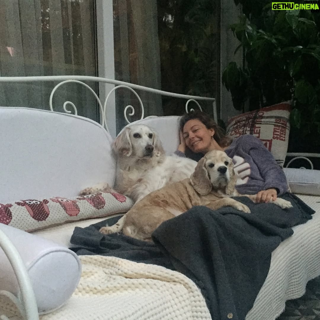 Özge Özder - 66.3K Likes - Bildiğim uzun cümlelerin hiç birine sığdıramam seni..Acın sanki içimden hiç çıkmayacak bir cam kırığı gibi, ve sonsuzlukta sallanan bir sarkaç gibi kalbimden mideme, midemden kalbime savrulup duruyor.Aklım ikna olmuyor  yokluğuna..Dile kolay 16 sene…
Gidişinle benliğimde bir çağ kapandı benim için. Oysa daha dün gibi koynumda eve gelişin.
Sen benim para vererek aldığım tek köpektin.. Seni bir vitrinde hasta halinle sergiliyorlardı umarsızca,satabilmek için. Tedavi ettirmeye yanaşmayıp bana da izin vermeyen o satıcının elinden biri satın alıp kurtarır mı seni diye her gün kontrol ettim seni ben. Sen benim hayatımda gördüğüm en güzel bebek köpektin..Seni alamazdım çünkü o zamanlar sokaktan bana gelen Dori vardı baktığım ve kanser hastası haliyle 9 yavru hediye etmişti bize. Bir de goldenımız Barok derken 11 köpekle mümkünsüzdü benim olman. Ama görüyordum her gün daha da kötüye gidiyordun o vitrinde göz göre göre.. Bana “biz tedavi ettirmiyoruz aldığımız üreticiye geri veriyoruz, onlar tedavi edip belki damızlık olarak kullanırlar ama bunun çilleri var, secereli ırk üretemezler bundan, çünkü lekesiz olması lazım, yani bu çilleri defo gibi düşün abla, muhtemelen üretim fazlası olur bu!” dedikleri gün karar verdim seni alıp o kusur saydıkları çilleri her Allah’ın günü öpmeye..Ve bu sisteme elimden geldiğince dur demeye..Dolar üzerinden sattılar seni bana, o kafesten çıkıp mutluluktan deli olduğun anı ömrüm oldukça hatırlayacağım. 11 köpeğe ek olarak o soğukta koynumda satın aldığım bir yavruyla eve dönüşümü de! Veterinere koştum hemen, bana “ hep hasta köpeklere baktın ama artık senin de bir yüzün gülsün, sağlıklı bir bebek bul kendine ne olur, yaşamaz bu çocuk“ dedi veteriner. Evimizde kansere yenilmek üzere ve yeni anne bir köpek vardı. Sen de hastaydın ve ben her gün morale ihtiyacım olduğundan Beatles plakları dinliyordum durmaksızın. Bir süre öleceğinden korkup isim bile koyamadım ben sana, oysa kısa zamanda aynı şarkılarda benimle hoplar zıplar oldun ve ben adını tam da bu yüzden Beatles koydum. Kolumda dövme olarak taşıdığım “All you need is love” cümlesinin karşılığısın benim için. Kurduğum dernekte, hayvanlarla ilgili yaptığım her işte ilham kaynağımdın. ⬇️