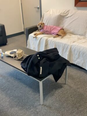 Rachel Brosnahan Instagram - We said goodbye to our smiley, sweet Nikki on Sunday and our hearts hurt. She was special. She cuddled like a human and had eyes that made you feel like she’s surely been here before. She hated mornings and snow boots and being cold. She hated her little brother until one day she loved him a lot. She loved snacks, the beach and sitting on any piece of furniture she wasn’t allowed on. She sometimes faked injuries so we would pet her more. She had a long life and we loved her hard. We’ll miss her forever.