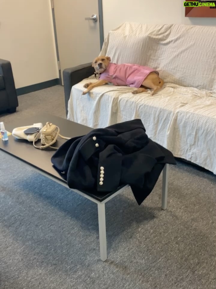 Rachel Brosnahan - 200.8K Likes - We said goodbye to our smiley, sweet Nikki on Sunday and our hearts hurt. She was special. She cuddled like a human and had eyes that made you feel like she’s surely been here before. She hated mornings and snow boots and being cold. She hated her little brother until one day she loved him a lot. She loved snacks, the beach and sitting on any piece of furniture she wasn’t allowed on. She sometimes faked injuries so we would pet her more. She had a long life and we loved her hard. We’ll miss her forever.