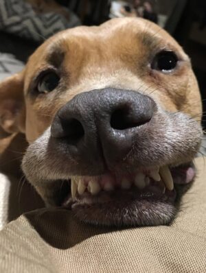 Rachel Brosnahan Instagram - We said goodbye to our smiley, sweet Nikki on Sunday and our hearts hurt. She was special. She cuddled like a human and had eyes that made you feel like she’s surely been here before. She hated mornings and snow boots and being cold. She hated her little brother until one day she loved him a lot. She loved snacks, the beach and sitting on any piece of furniture she wasn’t allowed on. She sometimes faked injuries so we would pet her more. She had a long life and we loved her hard. We’ll miss her forever.