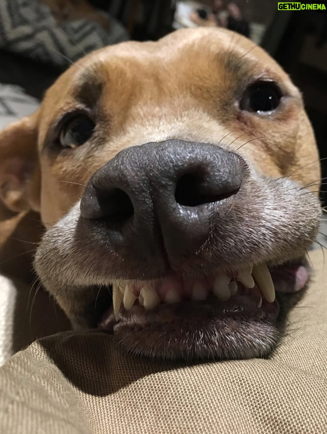 Rachel Brosnahan - 200.8K Likes - We said goodbye to our smiley, sweet Nikki on Sunday and our hearts hurt. She was special. She cuddled like a human and had eyes that made you feel like she’s surely been here before. She hated mornings and snow boots and being cold. She hated her little brother until one day she loved him a lot. She loved snacks, the beach and sitting on any piece of furniture she wasn’t allowed on. She sometimes faked injuries so we would pet her more. She had a long life and we loved her hard. We’ll miss her forever.
