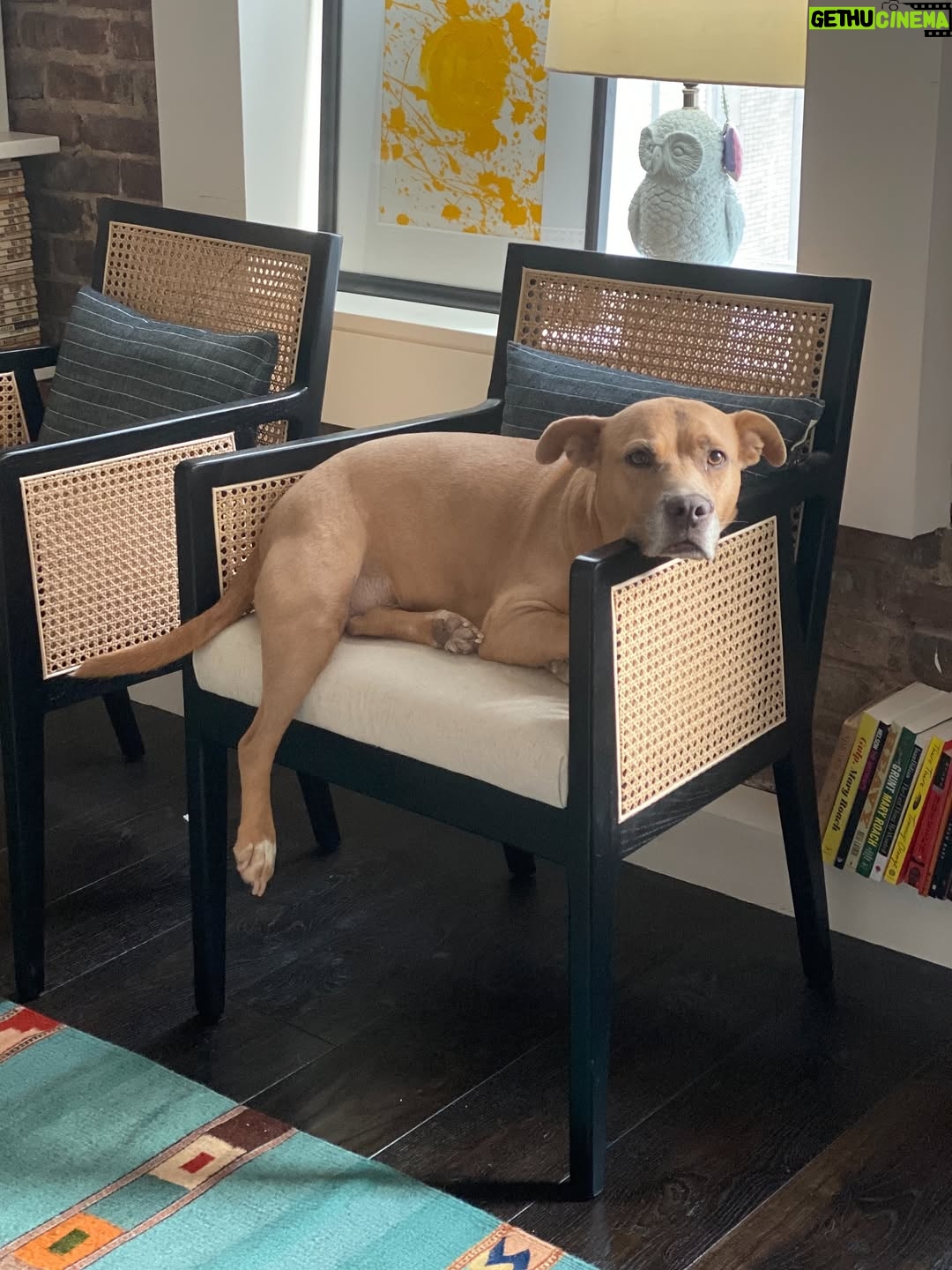 Rachel Brosnahan - 200.8K Likes - We said goodbye to our smiley, sweet Nikki on Sunday and our hearts hurt. She was special. She cuddled like a human and had eyes that made you feel like she’s surely been here before. She hated mornings and snow boots and being cold. She hated her little brother until one day she loved him a lot. She loved snacks, the beach and sitting on any piece of furniture she wasn’t allowed on. She sometimes faked injuries so we would pet her more. She had a long life and we loved her hard. We’ll miss her forever.