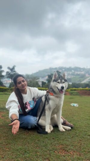 Sai Gayatri Instagram - 😂❤️🧿 Recent days mind voice of all HUSKIES to their OWNERS b like 😛jus fr the trend😂😎 with the celebrity star and celebrated star on the reels 😂@husky_baby_bairav 🐶🧿❤️
.
#trendingsong #husky #dance #réel #huskydance