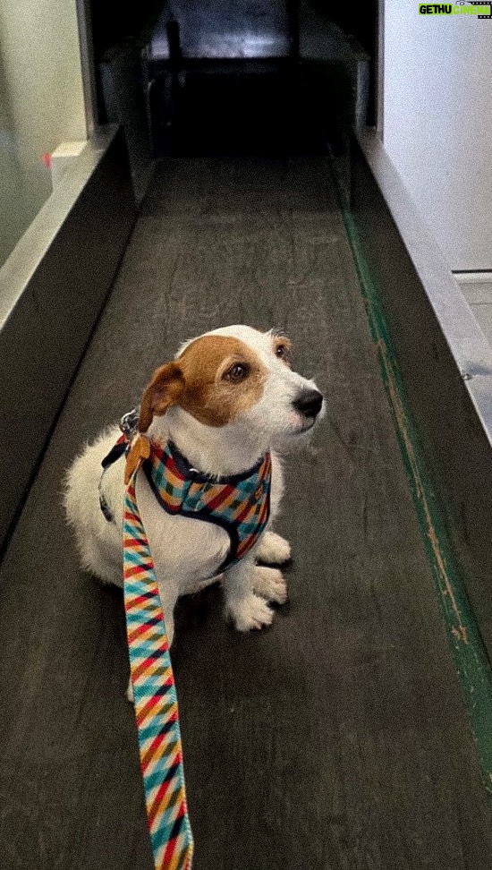 Sandra Barneda - 82.7K Likes - Viajar con mascotas en tren o en avión es más complicado de lo que parece 🐕 ¿Alguien más como yo?