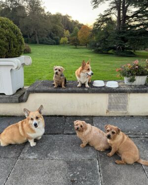 Sarah Ferguson Instagram - Life is simply better with a wagging tail at your side 🐾🐶 Celebrating our companions today and always ❤️ Happy #InternationalDogDay!