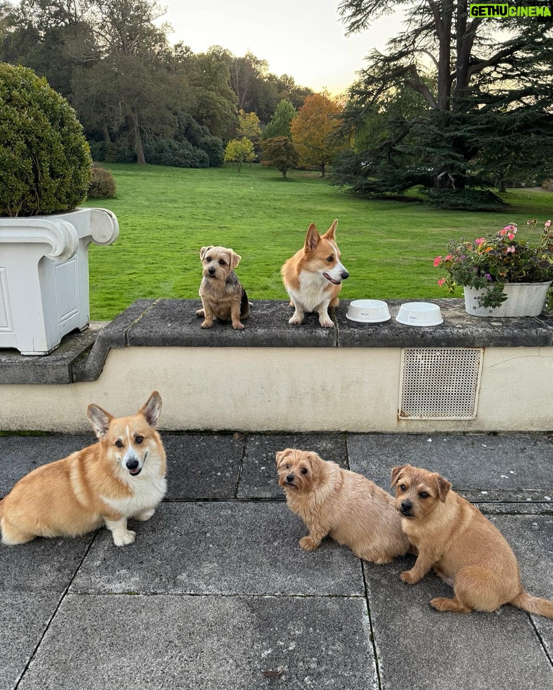 Sarah Ferguson - 40.3K Likes - Life is simply better with a wagging tail at your side 🐾🐶 Celebrating our companions today and always ❤️ Happy #InternationalDogDay!