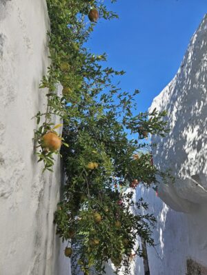 Serena Autieri Instagram - La luce della Grecia mi ha aperto gli occhi, penetrato nei pori, dilatato tutto l’essere 🐚
- Henry Miller
