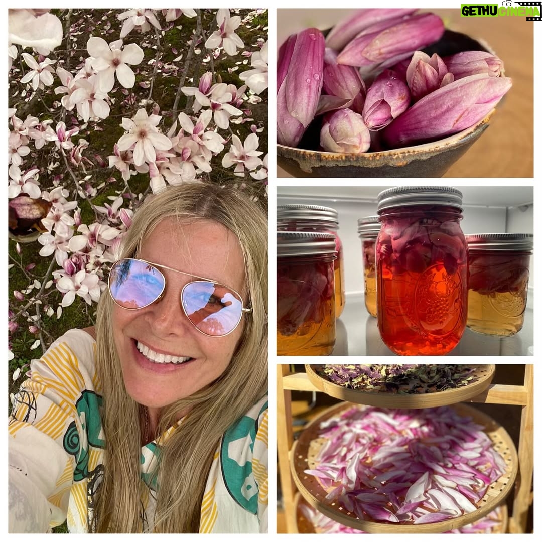 Sheri Moon Zombie - 19.8K Likes - I just found out Magnolia tree flower petals are edible! I added it to salad raw and it tastes like a mild fresh ginger. Also tried pickling and drying (ground up dried magnolia can be used as a seasoning and in baking too). See the before & after of 48 hours on the drying racks. I'll actually boiled the canning jars and pickled them too. #magnoliapetals #springforaging #eatme