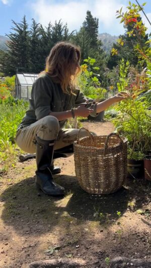 Stana Katic Instagram - Come forage with me, friends! 🌱 Nature’s gifts are everywhere.

#Foraging #LemonVerbena #Garden #Herb #Tea 🫖