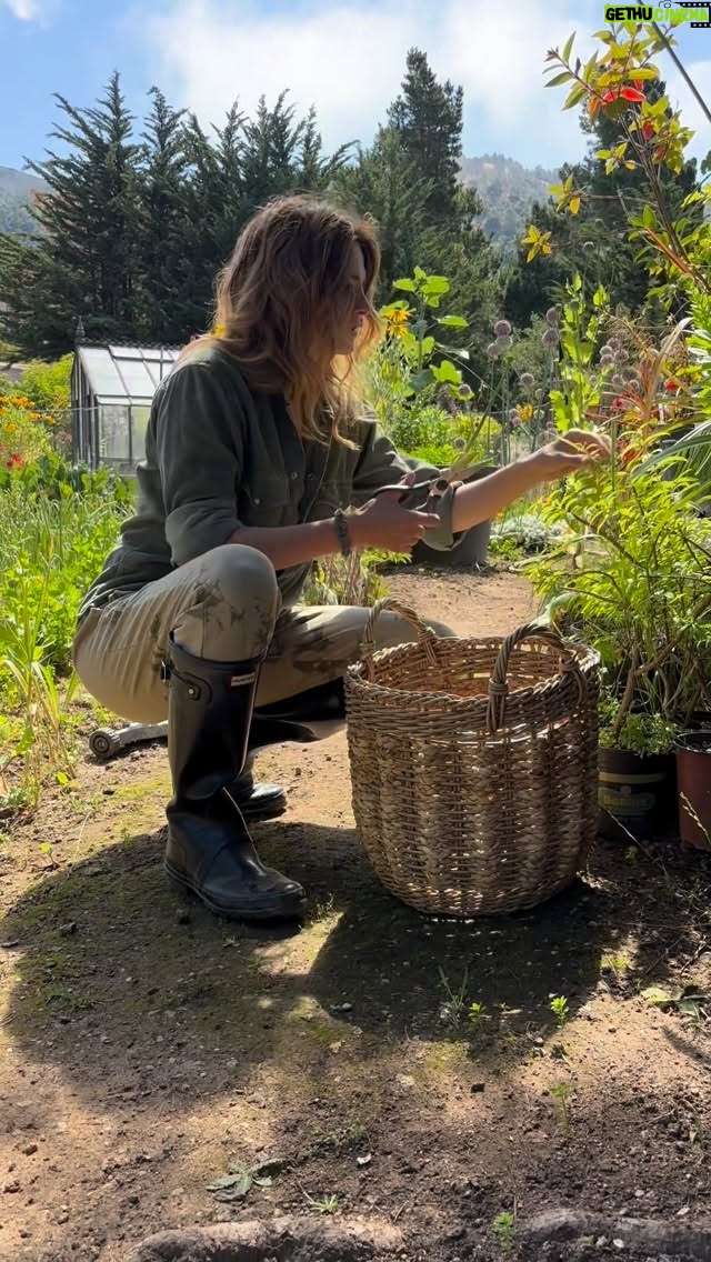 Stana Katic - 31.7K Likes - Come forage with me, friends! 🌱 Nature’s gifts are everywhere.

#Foraging #LemonVerbena #Garden #Herb #Tea 🫖