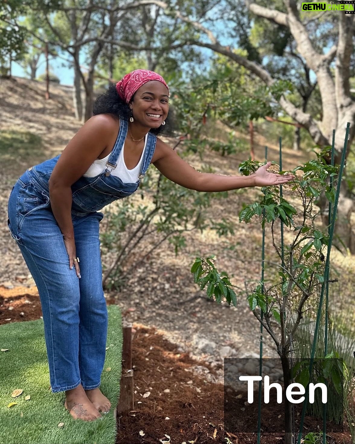 Tatyana Ali - 8.1K Likes - Look at our wedding tree now! 🌿

Whatever you plant and nurture will grow — it just takes time, care, and patience ❤️