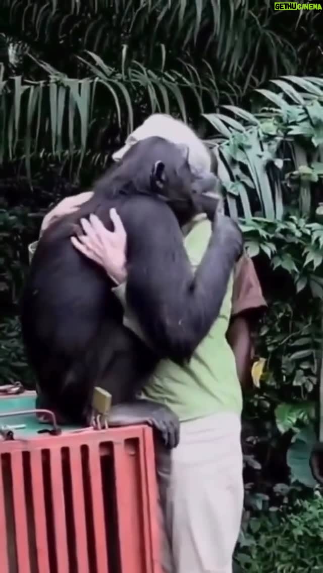 Zélia Duncan - 50.5K Likes - Todas as vezes em que passei por esse post, assisti até o fim e me emocionei.  Jane Goodall partiu hj, mas deixa um rastro de humanidade e respeito pelos animais e o meio
ambiente. 
Sua especialidade eram os chimpanzés. Aqui, o abraço de despedida silencioso, cheio de carinho e até solenidade, entre ela e o animal, demonstra o valor do  trabalho de uma vida. Que seja pra sempre um exemplo nesse mundo que insiste em ser tão desumano e cruel.