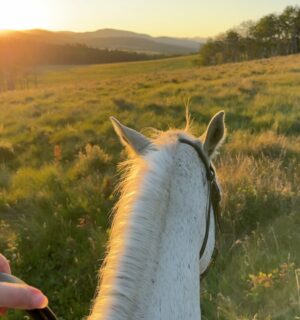 Alisha Newton Instagram - did u watch heartland last night? š¤