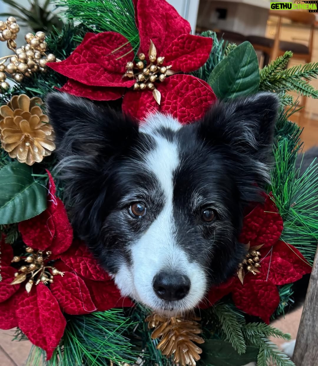 Amanda Keller - 2.2K Likes - Wishing all our teacups a very merry Christmas from Amanda, Anita and Mini 🎄🐾☕️

(And swipe for proof that behind every “effortless” Christmas photo is a camera roll full of chaos...)