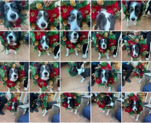 Amanda Keller Instagram - Wishing all our teacups a very merry Christmas from Amanda, Anita and Mini 🎄🐾☕️

(And swipe for proof that behind every “effortless” Christmas photo is a camera roll full of chaos...)