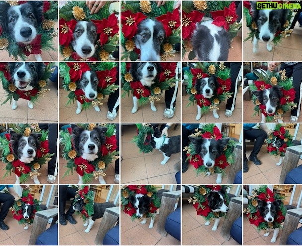 Amanda Keller - 2.2K Likes - Wishing all our teacups a very merry Christmas from Amanda, Anita and Mini 🎄🐾☕️

(And swipe for proof that behind every “effortless” Christmas photo is a camera roll full of chaos...)
