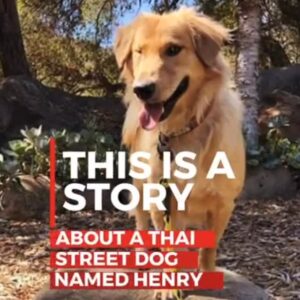 Amy Nelson Instagram - We are heartbroken to share that the gorgeous Henry has crossed the rainbow bridge.

Henry came into my life in a bad way. Henry was found at a park by a local thai rescuer, with a massive wound on the back of his neck, inflicted by humans. I was asked to take Henry, otherwise he would have been returned to the park. How could I say no? We helped him through, it took an army of people. Volunteers, my sister Nadia, Tom, Lynda, Jo Anne and Dominique and so many others. After arriving in LA, Henry found the most amazing mum and dad, @markiplier and @iceddorkroast 

A massive thank you to Amy and Mark for adopting Henry and giving him the best life we could ever have asked for. Sending you both so much love and I honestly can’t thank you enough!

This is the story of Henry. Run free darling boy. You lived your very best life, the life I dream of for all our rescues. See you at the Rainbow Bridge 🌈💔