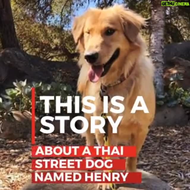 Amy Nelson - 457.2K Likes - We are heartbroken to share that the gorgeous Henry has crossed the rainbow bridge.

Henry came into my life in a bad way. Henry was found at a park by a local thai rescuer, with a massive wound on the back of his neck, inflicted by humans. I was asked to take Henry, otherwise he would have been returned to the park. How could I say no? We helped him through, it took an army of people. Volunteers, my sister Nadia, Tom, Lynda, Jo Anne and Dominique and so many others. After arriving in LA, Henry found the most amazing mum and dad, @markiplier and @iceddorkroast 

A massive thank you to Amy and Mark for adopting Henry and giving him the best life we could ever have asked for. Sending you both so much love and I honestly can’t thank you enough!

This is the story of Henry. Run free darling boy. You lived your very best life, the life I dream of for all our rescues. See you at the Rainbow Bridge 🌈💔