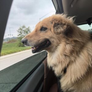 Amy Nelson Instagram - We had to let Henry go yesterday morning. I’m so sorry to tell everyone. I know many of you loved seeing him despite how camera shy he was. He was so similar to me. My shadow. Please bear with me while I clumsily try to honor him.

I have to tell you that Mark and Chica and I lay here a day later feeling like we sawed our own arm off. I’m sorry if we are a mess for a while.

It was a miracle he made it to the wedding, still his old self. I can’t believe we had that. Over a year of good days after a cancer diagnosis that we all thought was ready to take him out the day we discovered it.

Even yesterday morning, exhausted as he was - Henry jumped in and out of the car, head out the window and tugged towards his favorite trail at his favorite park. And then he came home and we helped him rest. He simply ran out of good days.

From the worst motion sickness I’ve ever seen to teaching himself to stick his head out the window. He’d meep and meep and meep. The perfect road trip partner. He got to see Thailand to LA, even the Atlantic. Snow and desert and beaches and forests and creeks. How many dogs could say the same?

I keep thinking back to all those film shoots in Austin, where he suddenly discovered how to run. And god it was the most shamelessly dorky run - the kind of enthusiasm reserved for passions discovered in the second chapter of life - lived as if you’re making up for lost time.

And most importantly of all, he was little brother to his big sister. They loved each other so much. Chica was the only dog Henry ever truly figured out how to play with. He eventually grew brave enough to wrestle in front of our friends. She taught him how to be a dog. He gave her purpose.

Last night Mark said he was plucked from the cosmos just for us. And he certainly was, but he had some human help along the way. Thank you to Tamara at @thaistreetpaws_dogrescue for saving his life.

It was an honor to take him into our home, but it ultimately became his home more than any of ours. He was my Henry copilot, our watchful eyes, and he was perfect.