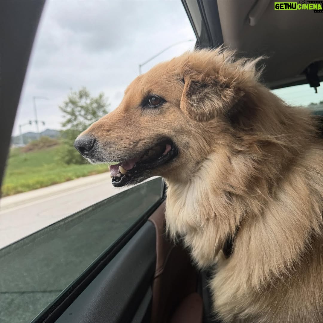 Amy Nelson - 779.8K Likes - We had to let Henry go yesterday morning. I’m so sorry to tell everyone. I know many of you loved seeing him despite how camera shy he was. He was so similar to me. My shadow. Please bear with me while I clumsily try to honor him.

I have to tell you that Mark and Chica and I lay here a day later feeling like we sawed our own arm off. I’m sorry if we are a mess for a while.

It was a miracle he made it to the wedding, still his old self. I can’t believe we had that. Over a year of good days after a cancer diagnosis that we all thought was ready to take him out the day we discovered it.

Even yesterday morning, exhausted as he was - Henry jumped in and out of the car, head out the window and tugged towards his favorite trail at his favorite park. And then he came home and we helped him rest. He simply ran out of good days.

From the worst motion sickness I’ve ever seen to teaching himself to stick his head out the window. He’d meep and meep and meep. The perfect road trip partner. He got to see Thailand to LA, even the Atlantic. Snow and desert and beaches and forests and creeks. How many dogs could say the same?

I keep thinking back to all those film shoots in Austin, where he suddenly discovered how to run. And god it was the most shamelessly dorky run - the kind of enthusiasm reserved for passions discovered in the second chapter of life - lived as if you’re making up for lost time.

And most importantly of all, he was little brother to his big sister. They loved each other so much. Chica was the only dog Henry ever truly figured out how to play with. He eventually grew brave enough to wrestle in front of our friends. She taught him how to be a dog. He gave her purpose.

Last night Mark said he was plucked from the cosmos just for us. And he certainly was, but he had some human help along the way. Thank you to Tamara at @thaistreetpaws_dogrescue for saving his life.

It was an honor to take him into our home, but it ultimately became his home more than any of ours. He was my Henry copilot, our watchful eyes, and he was perfect.
