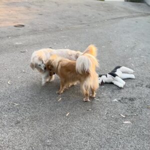 Amy Nelson Instagram - We had to let Henry go yesterday morning. I’m so sorry to tell everyone. I know many of you loved seeing him despite how camera shy he was. He was so similar to me. My shadow. Please bear with me while I clumsily try to honor him.

I have to tell you that Mark and Chica and I lay here a day later feeling like we sawed our own arm off. I’m sorry if we are a mess for a while.

It was a miracle he made it to the wedding, still his old self. I can’t believe we had that. Over a year of good days after a cancer diagnosis that we all thought was ready to take him out the day we discovered it.

Even yesterday morning, exhausted as he was - Henry jumped in and out of the car, head out the window and tugged towards his favorite trail at his favorite park. And then he came home and we helped him rest. He simply ran out of good days.

From the worst motion sickness I’ve ever seen to teaching himself to stick his head out the window. He’d meep and meep and meep. The perfect road trip partner. He got to see Thailand to LA, even the Atlantic. Snow and desert and beaches and forests and creeks. How many dogs could say the same?

I keep thinking back to all those film shoots in Austin, where he suddenly discovered how to run. And god it was the most shamelessly dorky run - the kind of enthusiasm reserved for passions discovered in the second chapter of life - lived as if you’re making up for lost time.

And most importantly of all, he was little brother to his big sister. They loved each other so much. Chica was the only dog Henry ever truly figured out how to play with. He eventually grew brave enough to wrestle in front of our friends. She taught him how to be a dog. He gave her purpose.

Last night Mark said he was plucked from the cosmos just for us. And he certainly was, but he had some human help along the way. Thank you to Tamara at @thaistreetpaws_dogrescue for saving his life.

It was an honor to take him into our home, but it ultimately became his home more than any of ours. He was my Henry copilot, our watchful eyes, and he was perfect.