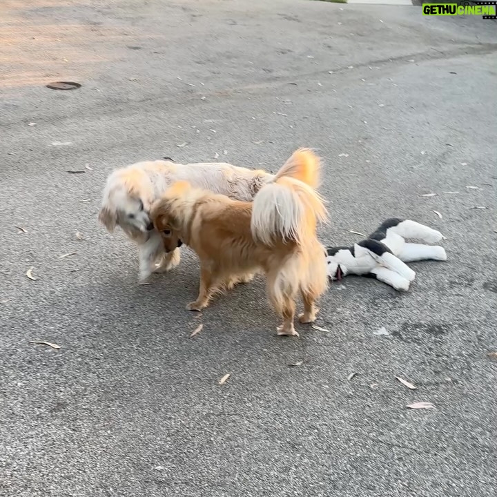 Amy Nelson - 779.8K Likes - We had to let Henry go yesterday morning. I’m so sorry to tell everyone. I know many of you loved seeing him despite how camera shy he was. He was so similar to me. My shadow. Please bear with me while I clumsily try to honor him.

I have to tell you that Mark and Chica and I lay here a day later feeling like we sawed our own arm off. I’m sorry if we are a mess for a while.

It was a miracle he made it to the wedding, still his old self. I can’t believe we had that. Over a year of good days after a cancer diagnosis that we all thought was ready to take him out the day we discovered it.

Even yesterday morning, exhausted as he was - Henry jumped in and out of the car, head out the window and tugged towards his favorite trail at his favorite park. And then he came home and we helped him rest. He simply ran out of good days.

From the worst motion sickness I’ve ever seen to teaching himself to stick his head out the window. He’d meep and meep and meep. The perfect road trip partner. He got to see Thailand to LA, even the Atlantic. Snow and desert and beaches and forests and creeks. How many dogs could say the same?

I keep thinking back to all those film shoots in Austin, where he suddenly discovered how to run. And god it was the most shamelessly dorky run - the kind of enthusiasm reserved for passions discovered in the second chapter of life - lived as if you’re making up for lost time.

And most importantly of all, he was little brother to his big sister. They loved each other so much. Chica was the only dog Henry ever truly figured out how to play with. He eventually grew brave enough to wrestle in front of our friends. She taught him how to be a dog. He gave her purpose.

Last night Mark said he was plucked from the cosmos just for us. And he certainly was, but he had some human help along the way. Thank you to Tamara at @thaistreetpaws_dogrescue for saving his life.

It was an honor to take him into our home, but it ultimately became his home more than any of ours. He was my Henry copilot, our watchful eyes, and he was perfect.