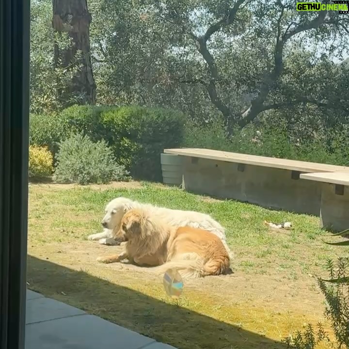 Amy Nelson - 779.8K Likes - We had to let Henry go yesterday morning. I’m so sorry to tell everyone. I know many of you loved seeing him despite how camera shy he was. He was so similar to me. My shadow. Please bear with me while I clumsily try to honor him.

I have to tell you that Mark and Chica and I lay here a day later feeling like we sawed our own arm off. I’m sorry if we are a mess for a while.

It was a miracle he made it to the wedding, still his old self. I can’t believe we had that. Over a year of good days after a cancer diagnosis that we all thought was ready to take him out the day we discovered it.

Even yesterday morning, exhausted as he was - Henry jumped in and out of the car, head out the window and tugged towards his favorite trail at his favorite park. And then he came home and we helped him rest. He simply ran out of good days.

From the worst motion sickness I’ve ever seen to teaching himself to stick his head out the window. He’d meep and meep and meep. The perfect road trip partner. He got to see Thailand to LA, even the Atlantic. Snow and desert and beaches and forests and creeks. How many dogs could say the same?

I keep thinking back to all those film shoots in Austin, where he suddenly discovered how to run. And god it was the most shamelessly dorky run - the kind of enthusiasm reserved for passions discovered in the second chapter of life - lived as if you’re making up for lost time.

And most importantly of all, he was little brother to his big sister. They loved each other so much. Chica was the only dog Henry ever truly figured out how to play with. He eventually grew brave enough to wrestle in front of our friends. She taught him how to be a dog. He gave her purpose.

Last night Mark said he was plucked from the cosmos just for us. And he certainly was, but he had some human help along the way. Thank you to Tamara at @thaistreetpaws_dogrescue for saving his life.

It was an honor to take him into our home, but it ultimately became his home more than any of ours. He was my Henry copilot, our watchful eyes, and he was perfect.