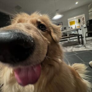 Amy Nelson Instagram - We had to let Henry go yesterday morning. I’m so sorry to tell everyone. I know many of you loved seeing him despite how camera shy he was. He was so similar to me. My shadow. Please bear with me while I clumsily try to honor him.

I have to tell you that Mark and Chica and I lay here a day later feeling like we sawed our own arm off. I’m sorry if we are a mess for a while.

It was a miracle he made it to the wedding, still his old self. I can’t believe we had that. Over a year of good days after a cancer diagnosis that we all thought was ready to take him out the day we discovered it.

Even yesterday morning, exhausted as he was - Henry jumped in and out of the car, head out the window and tugged towards his favorite trail at his favorite park. And then he came home and we helped him rest. He simply ran out of good days.

From the worst motion sickness I’ve ever seen to teaching himself to stick his head out the window. He’d meep and meep and meep. The perfect road trip partner. He got to see Thailand to LA, even the Atlantic. Snow and desert and beaches and forests and creeks. How many dogs could say the same?

I keep thinking back to all those film shoots in Austin, where he suddenly discovered how to run. And god it was the most shamelessly dorky run - the kind of enthusiasm reserved for passions discovered in the second chapter of life - lived as if you’re making up for lost time.

And most importantly of all, he was little brother to his big sister. They loved each other so much. Chica was the only dog Henry ever truly figured out how to play with. He eventually grew brave enough to wrestle in front of our friends. She taught him how to be a dog. He gave her purpose.

Last night Mark said he was plucked from the cosmos just for us. And he certainly was, but he had some human help along the way. Thank you to Tamara at @thaistreetpaws_dogrescue for saving his life.

It was an honor to take him into our home, but it ultimately became his home more than any of ours. He was my Henry copilot, our watchful eyes, and he was perfect.