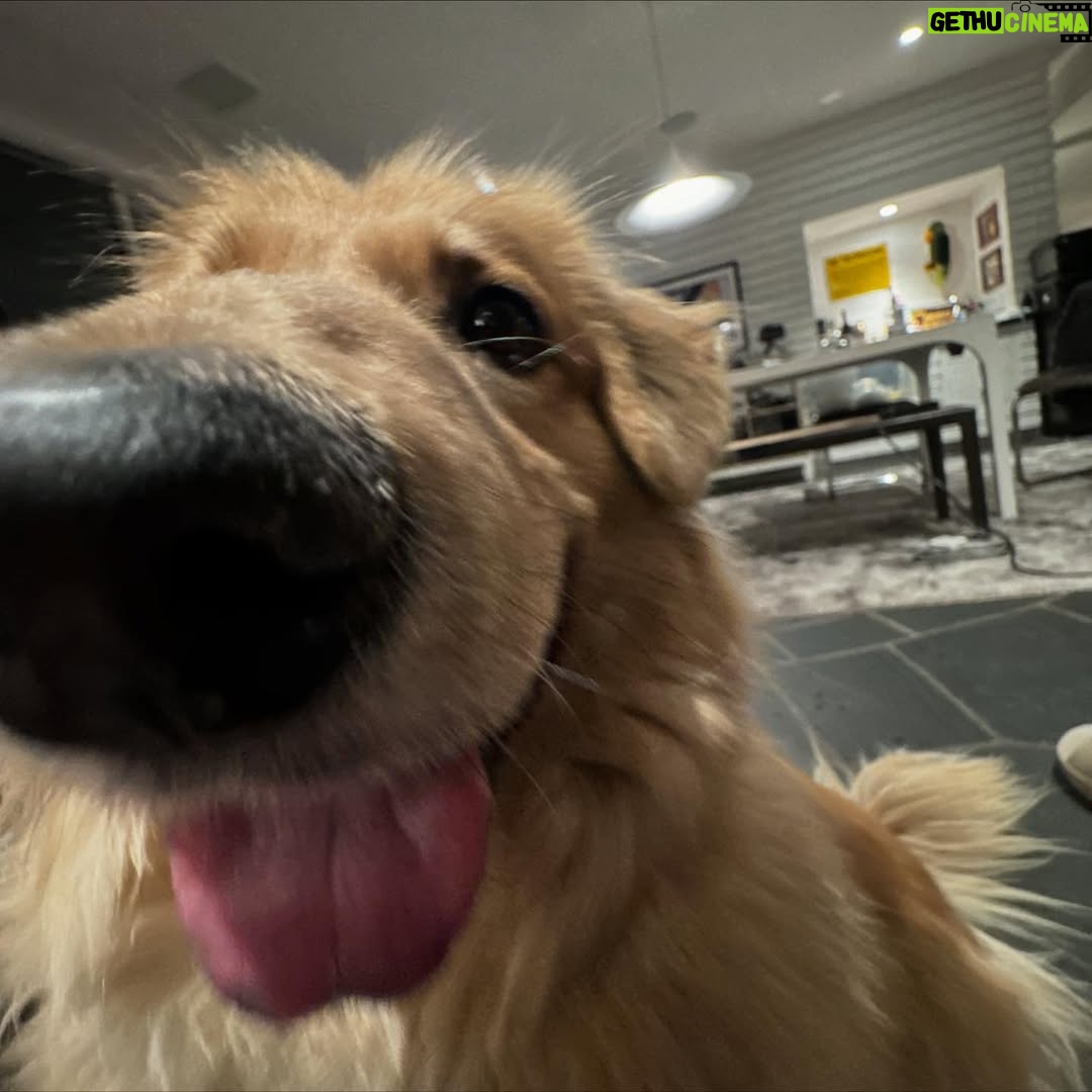 Amy Nelson - 779.8K Likes - We had to let Henry go yesterday morning. I’m so sorry to tell everyone. I know many of you loved seeing him despite how camera shy he was. He was so similar to me. My shadow. Please bear with me while I clumsily try to honor him.

I have to tell you that Mark and Chica and I lay here a day later feeling like we sawed our own arm off. I’m sorry if we are a mess for a while.

It was a miracle he made it to the wedding, still his old self. I can’t believe we had that. Over a year of good days after a cancer diagnosis that we all thought was ready to take him out the day we discovered it.

Even yesterday morning, exhausted as he was - Henry jumped in and out of the car, head out the window and tugged towards his favorite trail at his favorite park. And then he came home and we helped him rest. He simply ran out of good days.

From the worst motion sickness I’ve ever seen to teaching himself to stick his head out the window. He’d meep and meep and meep. The perfect road trip partner. He got to see Thailand to LA, even the Atlantic. Snow and desert and beaches and forests and creeks. How many dogs could say the same?

I keep thinking back to all those film shoots in Austin, where he suddenly discovered how to run. And god it was the most shamelessly dorky run - the kind of enthusiasm reserved for passions discovered in the second chapter of life - lived as if you’re making up for lost time.

And most importantly of all, he was little brother to his big sister. They loved each other so much. Chica was the only dog Henry ever truly figured out how to play with. He eventually grew brave enough to wrestle in front of our friends. She taught him how to be a dog. He gave her purpose.

Last night Mark said he was plucked from the cosmos just for us. And he certainly was, but he had some human help along the way. Thank you to Tamara at @thaistreetpaws_dogrescue for saving his life.

It was an honor to take him into our home, but it ultimately became his home more than any of ours. He was my Henry copilot, our watchful eyes, and he was perfect.