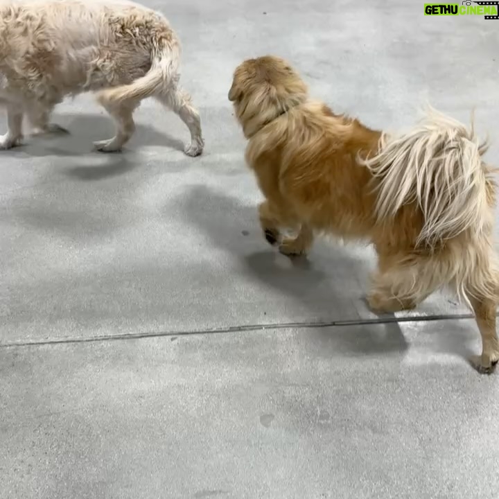 Amy Nelson - 779.8K Likes - We had to let Henry go yesterday morning. I’m so sorry to tell everyone. I know many of you loved seeing him despite how camera shy he was. He was so similar to me. My shadow. Please bear with me while I clumsily try to honor him.

I have to tell you that Mark and Chica and I lay here a day later feeling like we sawed our own arm off. I’m sorry if we are a mess for a while.

It was a miracle he made it to the wedding, still his old self. I can’t believe we had that. Over a year of good days after a cancer diagnosis that we all thought was ready to take him out the day we discovered it.

Even yesterday morning, exhausted as he was - Henry jumped in and out of the car, head out the window and tugged towards his favorite trail at his favorite park. And then he came home and we helped him rest. He simply ran out of good days.

From the worst motion sickness I’ve ever seen to teaching himself to stick his head out the window. He’d meep and meep and meep. The perfect road trip partner. He got to see Thailand to LA, even the Atlantic. Snow and desert and beaches and forests and creeks. How many dogs could say the same?

I keep thinking back to all those film shoots in Austin, where he suddenly discovered how to run. And god it was the most shamelessly dorky run - the kind of enthusiasm reserved for passions discovered in the second chapter of life - lived as if you’re making up for lost time.

And most importantly of all, he was little brother to his big sister. They loved each other so much. Chica was the only dog Henry ever truly figured out how to play with. He eventually grew brave enough to wrestle in front of our friends. She taught him how to be a dog. He gave her purpose.

Last night Mark said he was plucked from the cosmos just for us. And he certainly was, but he had some human help along the way. Thank you to Tamara at @thaistreetpaws_dogrescue for saving his life.

It was an honor to take him into our home, but it ultimately became his home more than any of ours. He was my Henry copilot, our watchful eyes, and he was perfect.