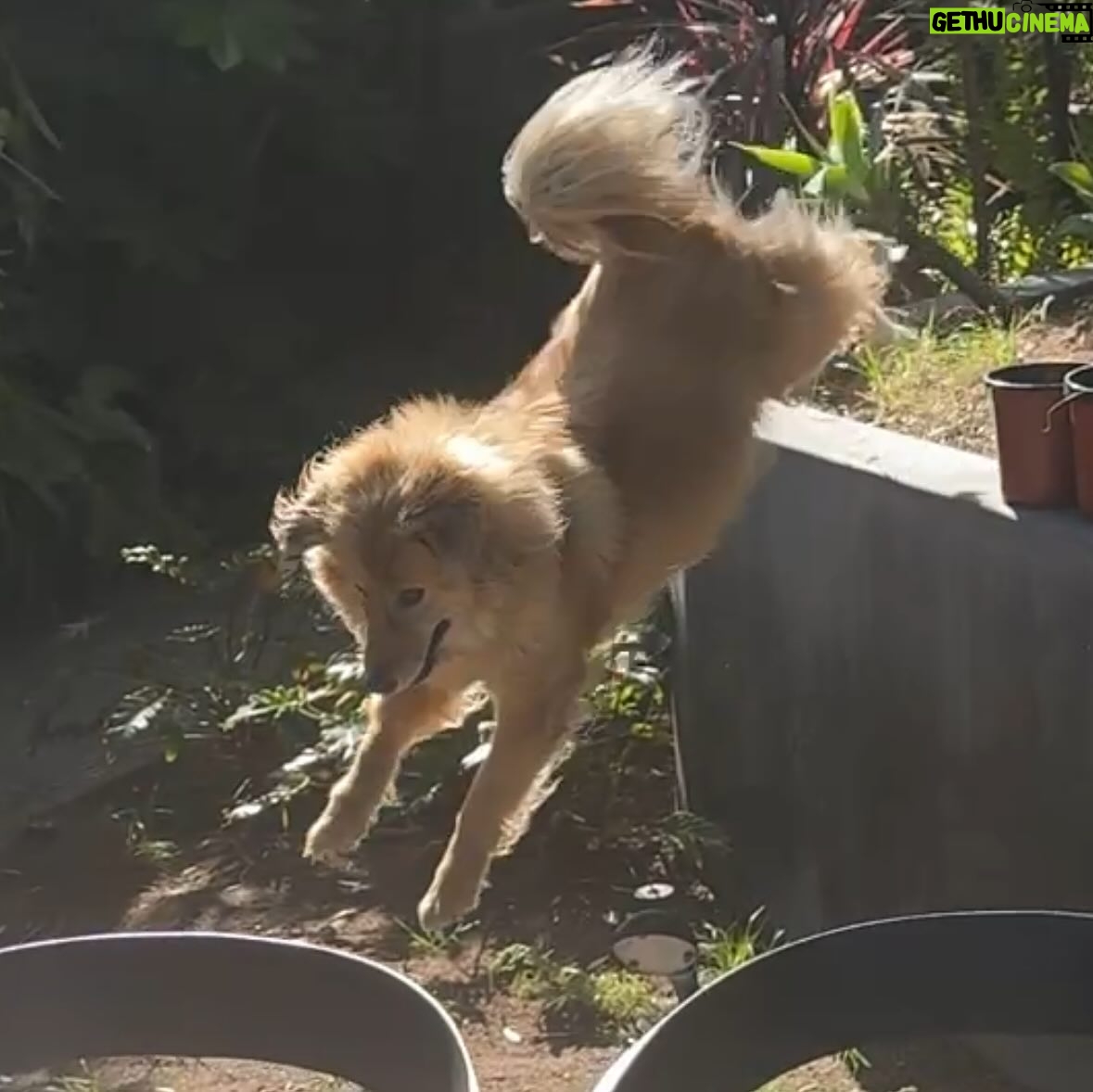 Amy Nelson - 779.8K Likes - We had to let Henry go yesterday morning. I’m so sorry to tell everyone. I know many of you loved seeing him despite how camera shy he was. He was so similar to me. My shadow. Please bear with me while I clumsily try to honor him.

I have to tell you that Mark and Chica and I lay here a day later feeling like we sawed our own arm off. I’m sorry if we are a mess for a while.

It was a miracle he made it to the wedding, still his old self. I can’t believe we had that. Over a year of good days after a cancer diagnosis that we all thought was ready to take him out the day we discovered it.

Even yesterday morning, exhausted as he was - Henry jumped in and out of the car, head out the window and tugged towards his favorite trail at his favorite park. And then he came home and we helped him rest. He simply ran out of good days.

From the worst motion sickness I’ve ever seen to teaching himself to stick his head out the window. He’d meep and meep and meep. The perfect road trip partner. He got to see Thailand to LA, even the Atlantic. Snow and desert and beaches and forests and creeks. How many dogs could say the same?

I keep thinking back to all those film shoots in Austin, where he suddenly discovered how to run. And god it was the most shamelessly dorky run - the kind of enthusiasm reserved for passions discovered in the second chapter of life - lived as if you’re making up for lost time.

And most importantly of all, he was little brother to his big sister. They loved each other so much. Chica was the only dog Henry ever truly figured out how to play with. He eventually grew brave enough to wrestle in front of our friends. She taught him how to be a dog. He gave her purpose.

Last night Mark said he was plucked from the cosmos just for us. And he certainly was, but he had some human help along the way. Thank you to Tamara at @thaistreetpaws_dogrescue for saving his life.

It was an honor to take him into our home, but it ultimately became his home more than any of ours. He was my Henry copilot, our watchful eyes, and he was perfect.