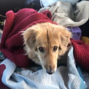 Amy Nelson Instagram - We had to let Henry go yesterday morning. I’m so sorry to tell everyone. I know many of you loved seeing him despite how camera shy he was. He was so similar to me. My shadow. Please bear with me while I clumsily try to honor him.

I have to tell you that Mark and Chica and I lay here a day later feeling like we sawed our own arm off. I’m sorry if we are a mess for a while.

It was a miracle he made it to the wedding, still his old self. I can’t believe we had that. Over a year of good days after a cancer diagnosis that we all thought was ready to take him out the day we discovered it.

Even yesterday morning, exhausted as he was - Henry jumped in and out of the car, head out the window and tugged towards his favorite trail at his favorite park. And then he came home and we helped him rest. He simply ran out of good days.

From the worst motion sickness I’ve ever seen to teaching himself to stick his head out the window. He’d meep and meep and meep. The perfect road trip partner. He got to see Thailand to LA, even the Atlantic. Snow and desert and beaches and forests and creeks. How many dogs could say the same?

I keep thinking back to all those film shoots in Austin, where he suddenly discovered how to run. And god it was the most shamelessly dorky run - the kind of enthusiasm reserved for passions discovered in the second chapter of life - lived as if you’re making up for lost time.

And most importantly of all, he was little brother to his big sister. They loved each other so much. Chica was the only dog Henry ever truly figured out how to play with. He eventually grew brave enough to wrestle in front of our friends. She taught him how to be a dog. He gave her purpose.

Last night Mark said he was plucked from the cosmos just for us. And he certainly was, but he had some human help along the way. Thank you to Tamara at @thaistreetpaws_dogrescue for saving his life.

It was an honor to take him into our home, but it ultimately became his home more than any of ours. He was my Henry copilot, our watchful eyes, and he was perfect.