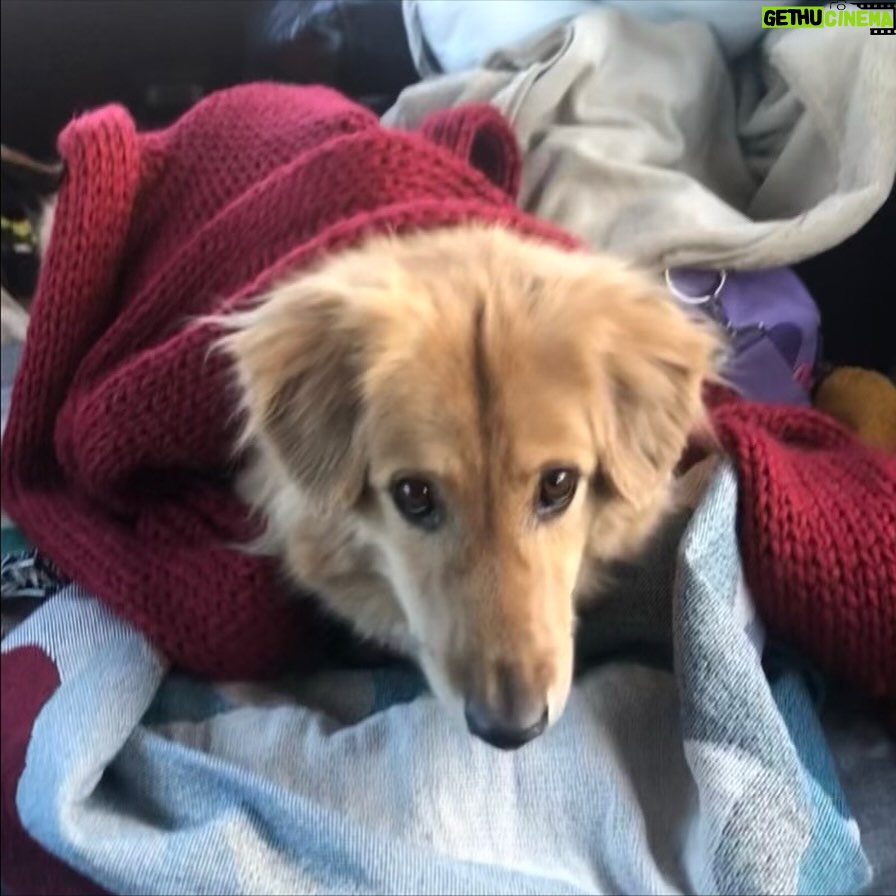 Amy Nelson - 779.8K Likes - We had to let Henry go yesterday morning. I’m so sorry to tell everyone. I know many of you loved seeing him despite how camera shy he was. He was so similar to me. My shadow. Please bear with me while I clumsily try to honor him.

I have to tell you that Mark and Chica and I lay here a day later feeling like we sawed our own arm off. I’m sorry if we are a mess for a while.

It was a miracle he made it to the wedding, still his old self. I can’t believe we had that. Over a year of good days after a cancer diagnosis that we all thought was ready to take him out the day we discovered it.

Even yesterday morning, exhausted as he was - Henry jumped in and out of the car, head out the window and tugged towards his favorite trail at his favorite park. And then he came home and we helped him rest. He simply ran out of good days.

From the worst motion sickness I’ve ever seen to teaching himself to stick his head out the window. He’d meep and meep and meep. The perfect road trip partner. He got to see Thailand to LA, even the Atlantic. Snow and desert and beaches and forests and creeks. How many dogs could say the same?

I keep thinking back to all those film shoots in Austin, where he suddenly discovered how to run. And god it was the most shamelessly dorky run - the kind of enthusiasm reserved for passions discovered in the second chapter of life - lived as if you’re making up for lost time.

And most importantly of all, he was little brother to his big sister. They loved each other so much. Chica was the only dog Henry ever truly figured out how to play with. He eventually grew brave enough to wrestle in front of our friends. She taught him how to be a dog. He gave her purpose.

Last night Mark said he was plucked from the cosmos just for us. And he certainly was, but he had some human help along the way. Thank you to Tamara at @thaistreetpaws_dogrescue for saving his life.

It was an honor to take him into our home, but it ultimately became his home more than any of ours. He was my Henry copilot, our watchful eyes, and he was perfect.