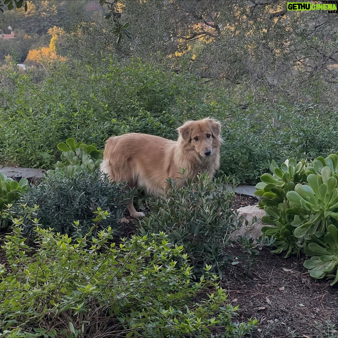 Amy Nelson - 779.8K Likes - We had to let Henry go yesterday morning. I’m so sorry to tell everyone. I know many of you loved seeing him despite how camera shy he was. He was so similar to me. My shadow. Please bear with me while I clumsily try to honor him.

I have to tell you that Mark and Chica and I lay here a day later feeling like we sawed our own arm off. I’m sorry if we are a mess for a while.

It was a miracle he made it to the wedding, still his old self. I can’t believe we had that. Over a year of good days after a cancer diagnosis that we all thought was ready to take him out the day we discovered it.

Even yesterday morning, exhausted as he was - Henry jumped in and out of the car, head out the window and tugged towards his favorite trail at his favorite park. And then he came home and we helped him rest. He simply ran out of good days.

From the worst motion sickness I’ve ever seen to teaching himself to stick his head out the window. He’d meep and meep and meep. The perfect road trip partner. He got to see Thailand to LA, even the Atlantic. Snow and desert and beaches and forests and creeks. How many dogs could say the same?

I keep thinking back to all those film shoots in Austin, where he suddenly discovered how to run. And god it was the most shamelessly dorky run - the kind of enthusiasm reserved for passions discovered in the second chapter of life - lived as if you’re making up for lost time.

And most importantly of all, he was little brother to his big sister. They loved each other so much. Chica was the only dog Henry ever truly figured out how to play with. He eventually grew brave enough to wrestle in front of our friends. She taught him how to be a dog. He gave her purpose.

Last night Mark said he was plucked from the cosmos just for us. And he certainly was, but he had some human help along the way. Thank you to Tamara at @thaistreetpaws_dogrescue for saving his life.

It was an honor to take him into our home, but it ultimately became his home more than any of ours. He was my Henry copilot, our watchful eyes, and he was perfect.
